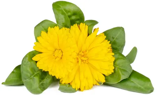 Click & Grow Smart Garden Refill Marigold 3pcs