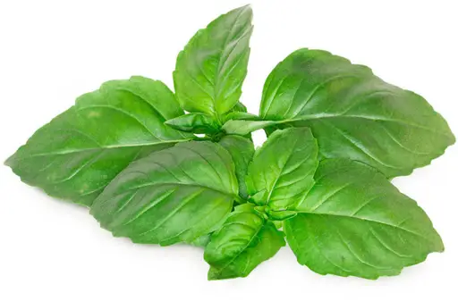 Click & Grow Smart Garden refill Marseille Basil 3pcs