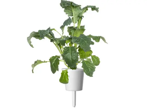 Click & Grow Smart Garden Refill Italian Kale 3pcs