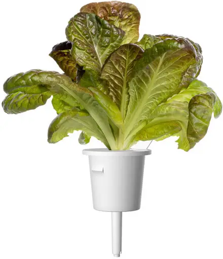 Click & Grow Smart Garden Refill Red romaine lettuce 3pcs