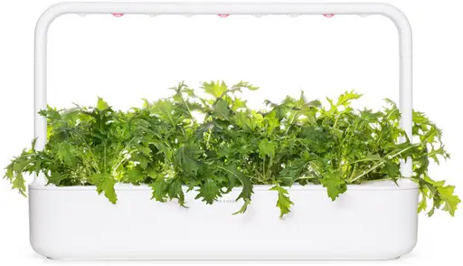 Click & Grow Smart Garden Refill Mizuna 3pcs